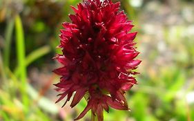 Nigritella